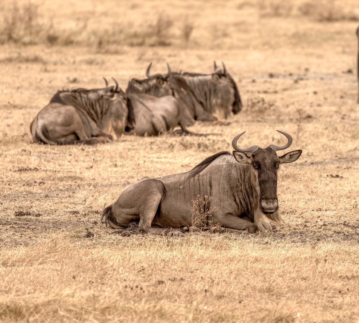 Rainy Season Safari: Is It Worth It?